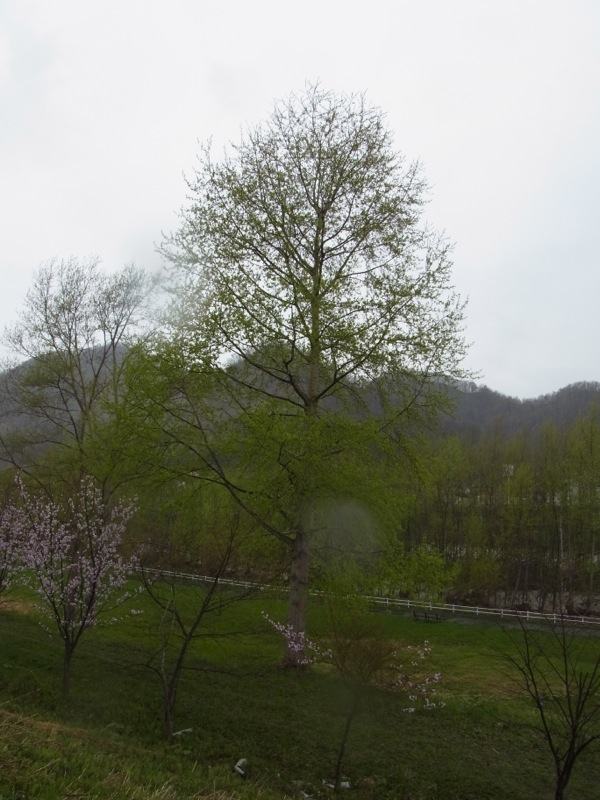 f:id:elmikamino:20120503173011j:image