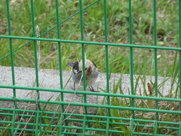 f:id:elmikamino:20120506111136j:image