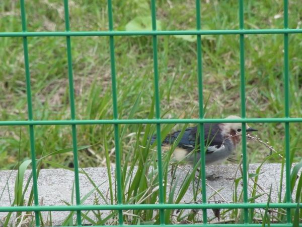 f:id:elmikamino:20120506111142j:image