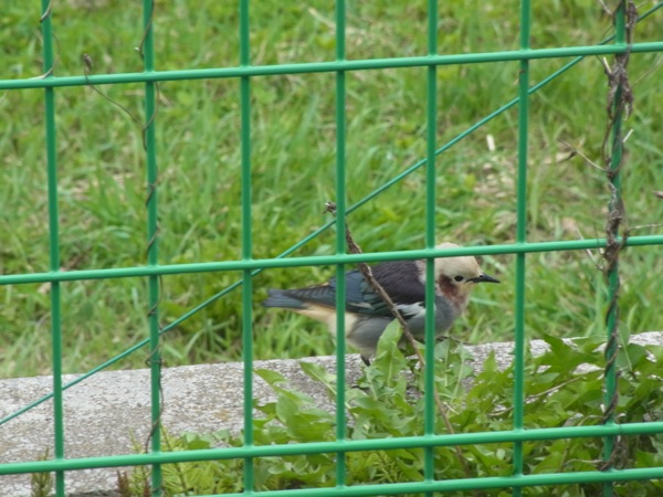 f:id:elmikamino:20120506111156j:image