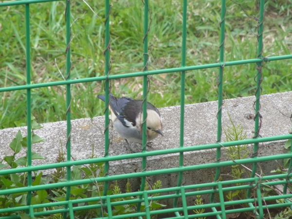 f:id:elmikamino:20120506111201j:image
