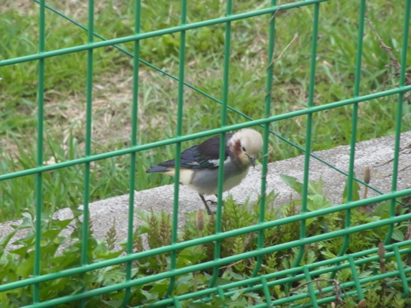 f:id:elmikamino:20120506111208j:image