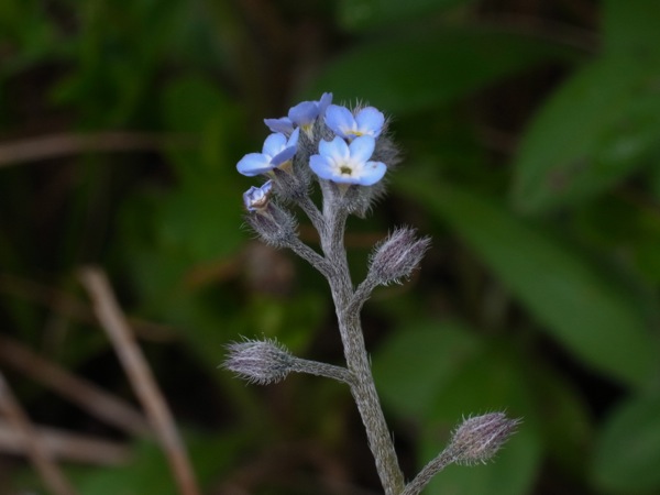 f:id:elmikamino:20120507103803j:image