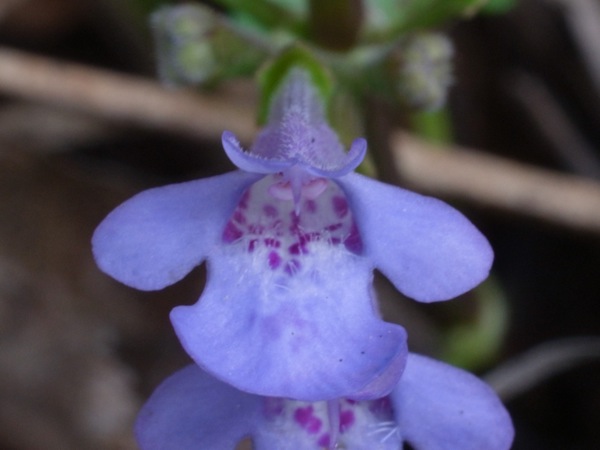 f:id:elmikamino:20120507104038j:image