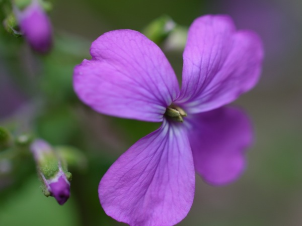 f:id:elmikamino:20120507171834j:image