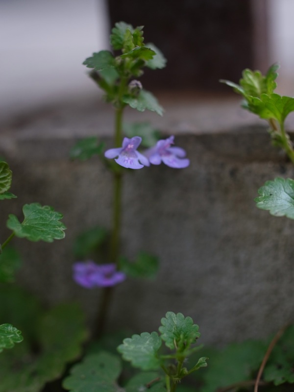 f:id:elmikamino:20120507172030j:image