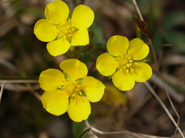 f:id:elmikamino:20120508124129j:image