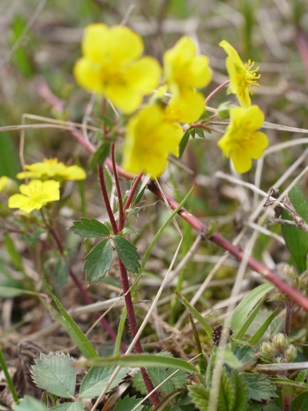 f:id:elmikamino:20120508124216j:image