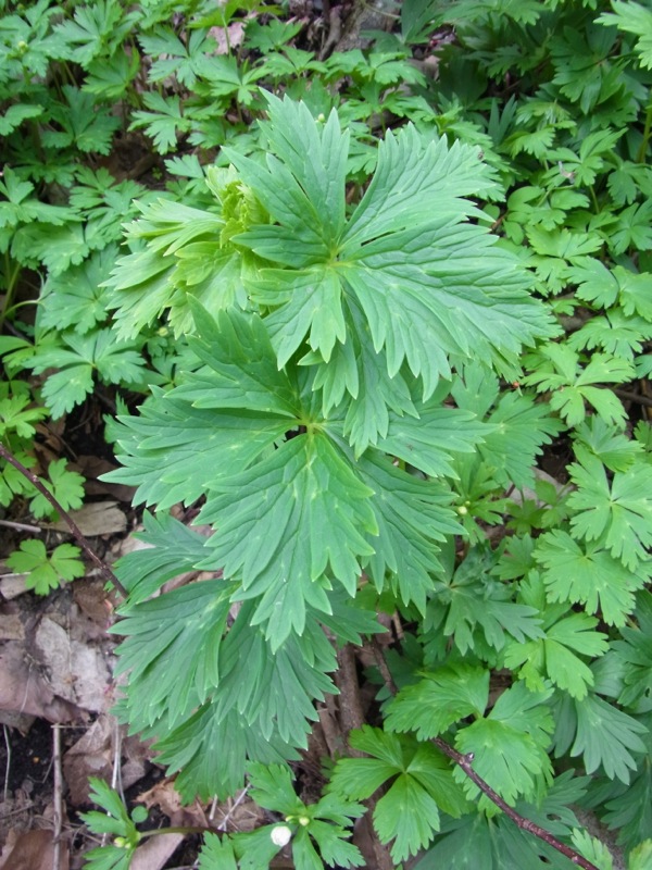 f:id:elmikamino:20120508155045j:image