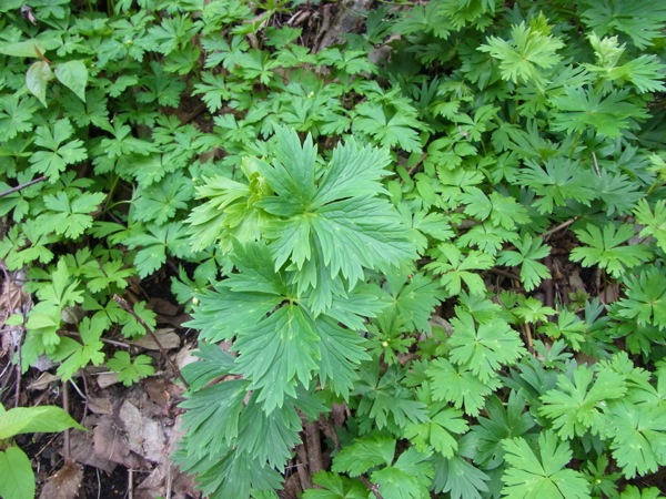 f:id:elmikamino:20120508155101j:image