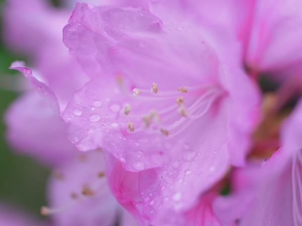 f:id:elmikamino:20120515095734j:image