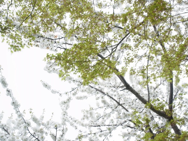 f:id:elmikamino:20120515100015j:image