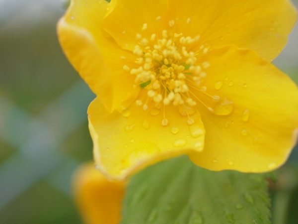 f:id:elmikamino:20120515100432j:image