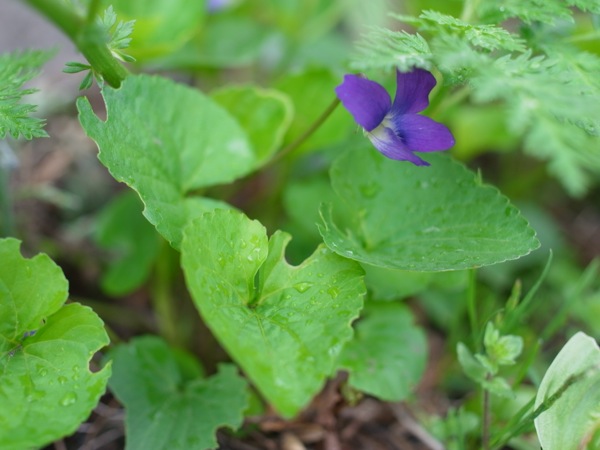f:id:elmikamino:20120515100746j:image