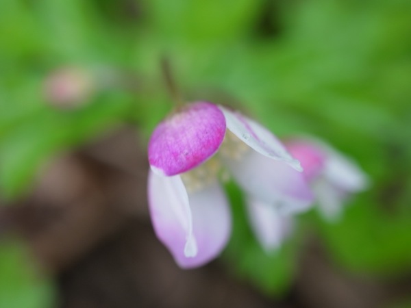 f:id:elmikamino:20120515101506j:image