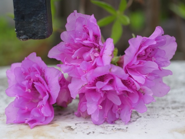 f:id:elmikamino:20120515101818j:image