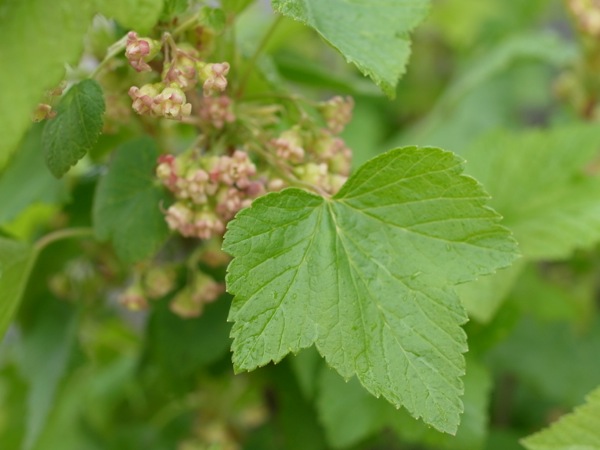 f:id:elmikamino:20120515102003j:image