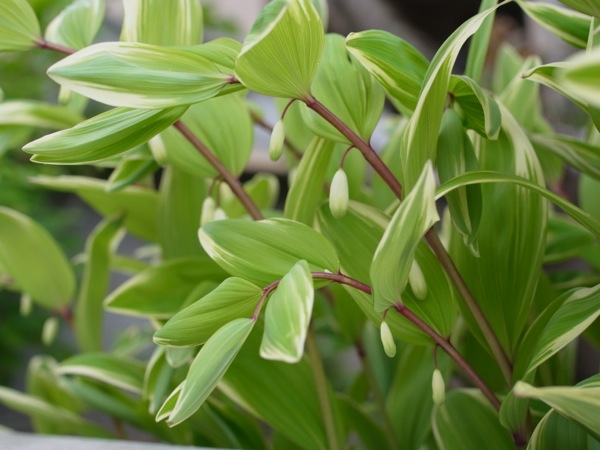 f:id:elmikamino:20120515102028j:image