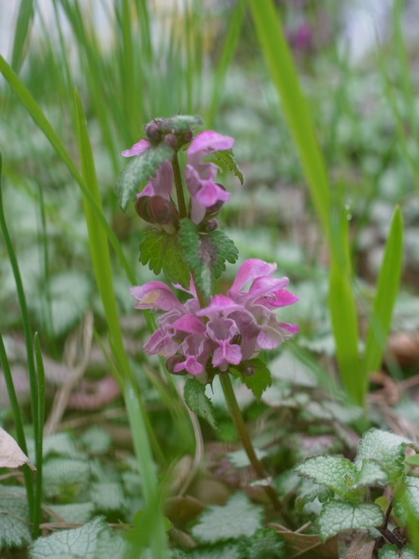 f:id:elmikamino:20120515102637j:image