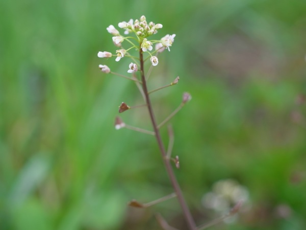 f:id:elmikamino:20120515102729j:image