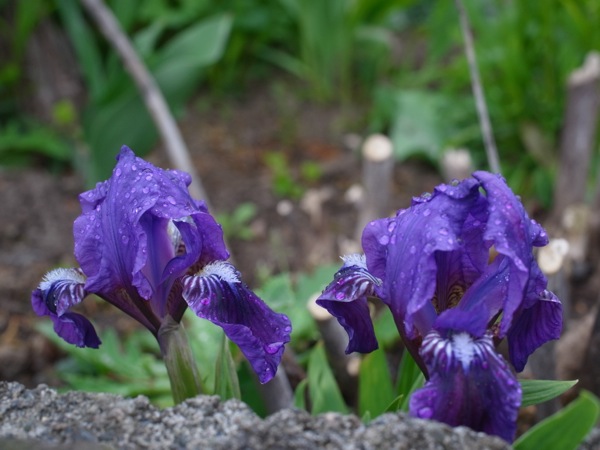 f:id:elmikamino:20120515103240j:image
