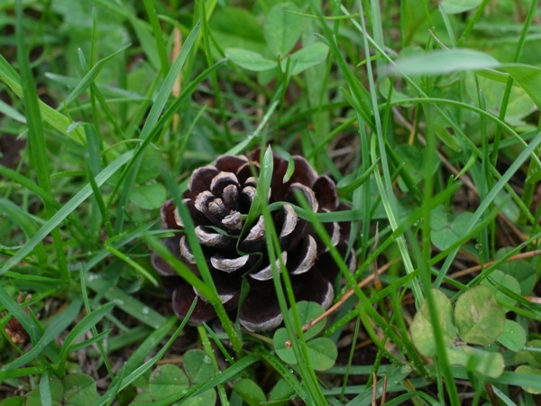 f:id:elmikamino:20120515103657j:image