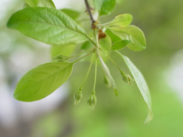 f:id:elmikamino:20120515104317j:image