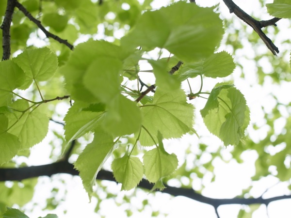 f:id:elmikamino:20120515105439j:image