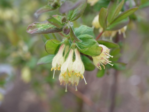 f:id:elmikamino:20120515105550j:image