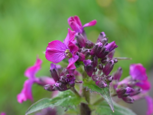 f:id:elmikamino:20120515105810j:image