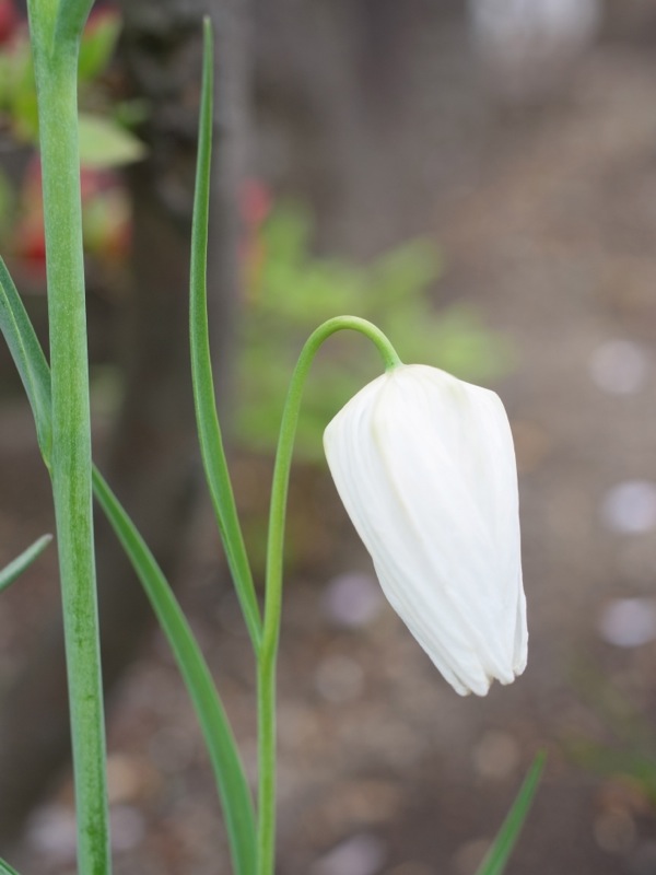 f:id:elmikamino:20120515110712j:image