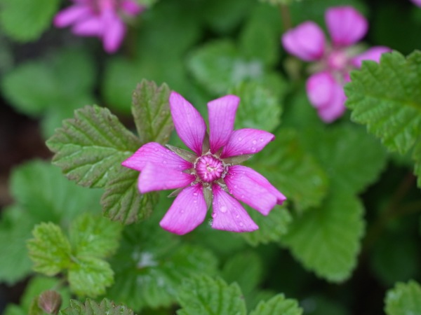 f:id:elmikamino:20120515110923j:image