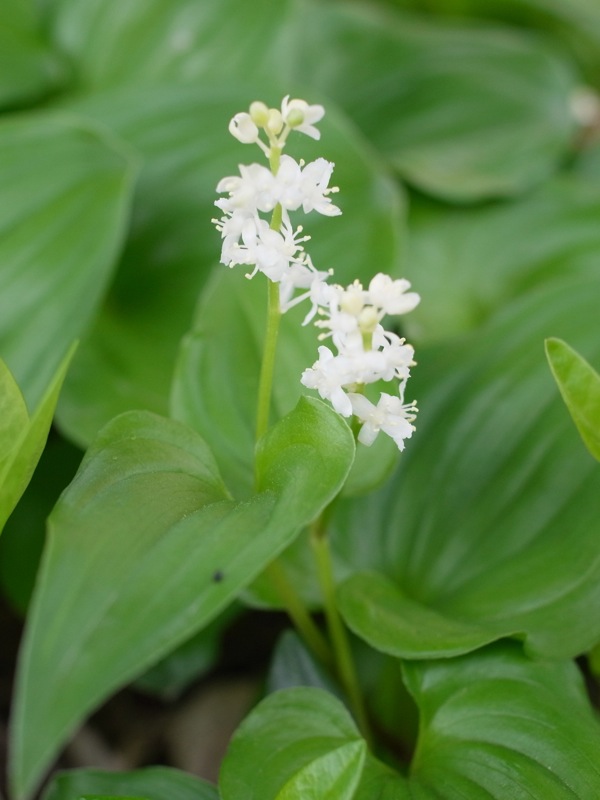 f:id:elmikamino:20120515111753j:image