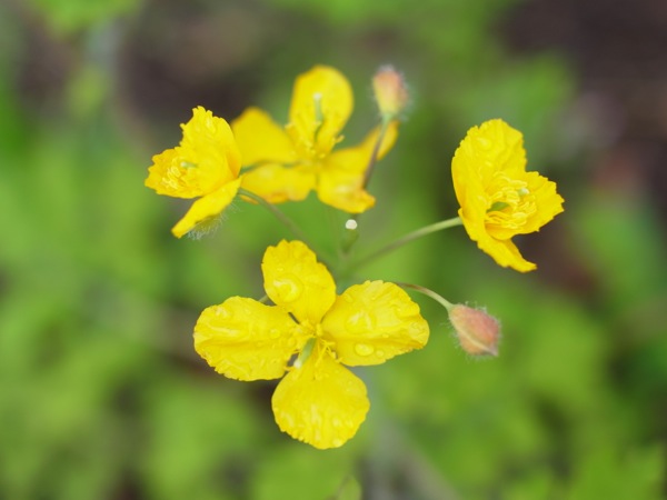 f:id:elmikamino:20120515112144j:image