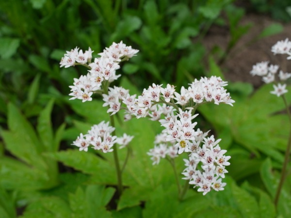 f:id:elmikamino:20120515112350j:image