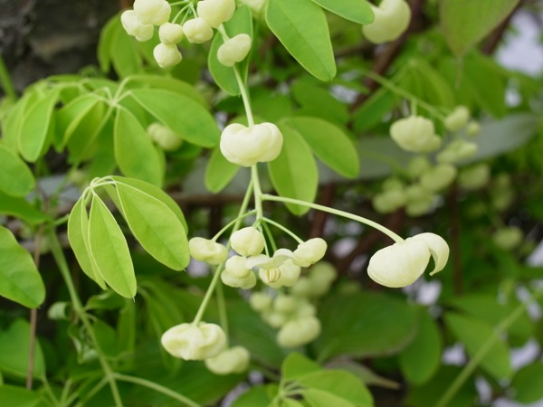 f:id:elmikamino:20120515112516j:image