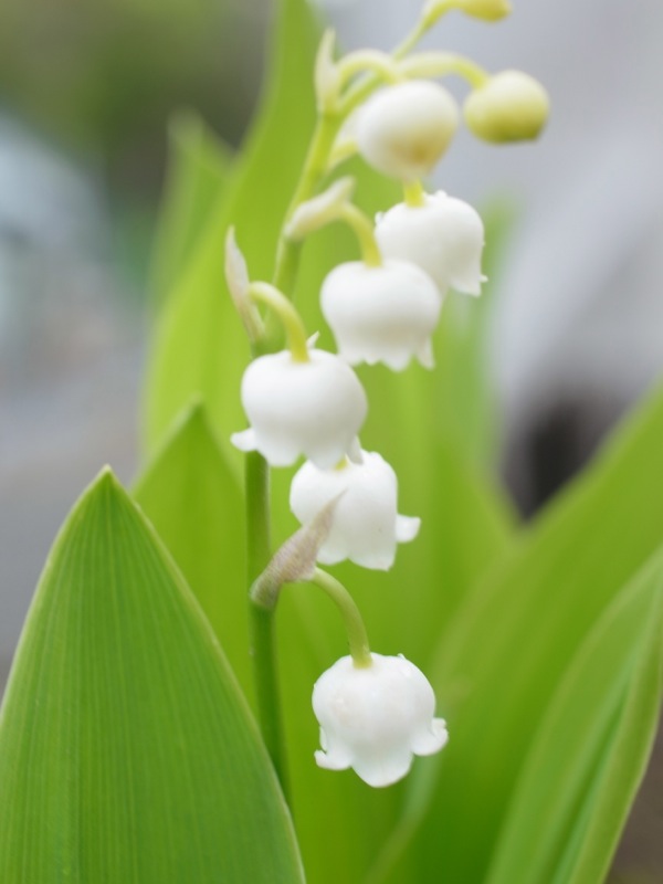 f:id:elmikamino:20120515112856j:image