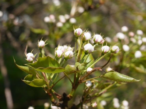 f:id:elmikamino:20120517083719j:image