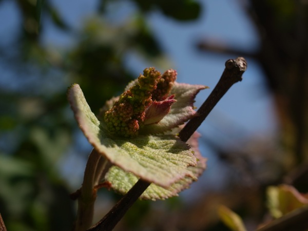 f:id:elmikamino:20120517083856j:image