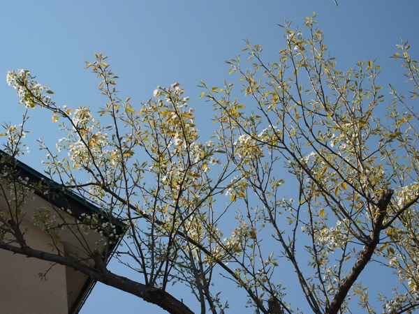 f:id:elmikamino:20120517084906j:image