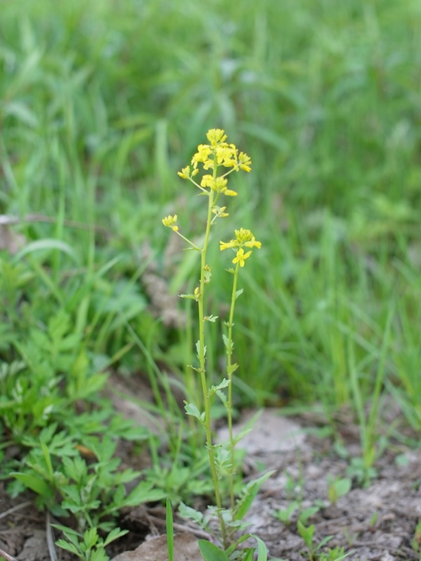 f:id:elmikamino:20120517163509j:image