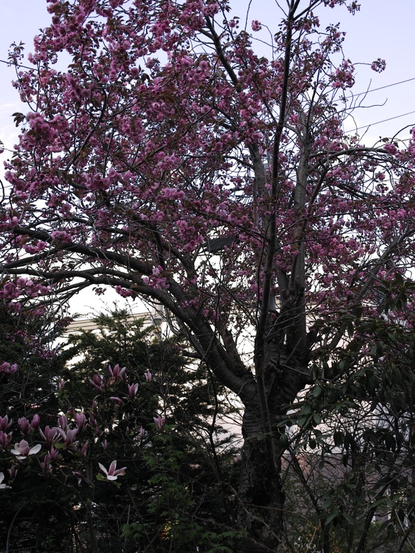 f:id:elmikamino:20120517165114j:image