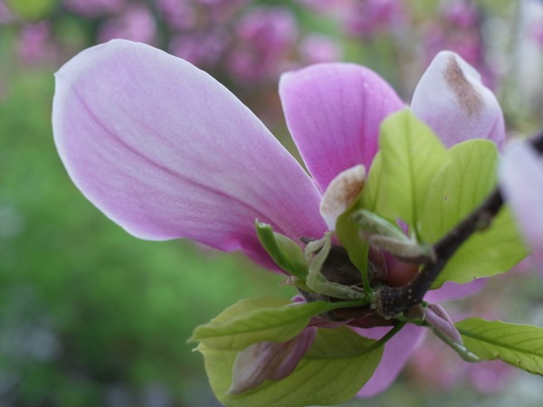 f:id:elmikamino:20120517165632j:image