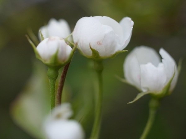 f:id:elmikamino:20120517165731j:image