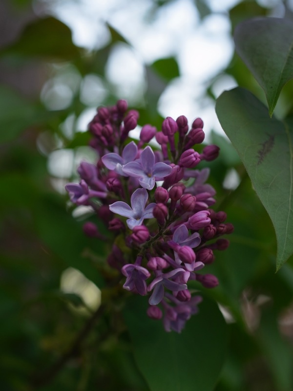 f:id:elmikamino:20120517165825j:image