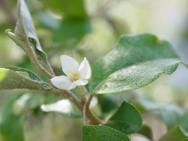 f:id:elmikamino:20120519101835j:image