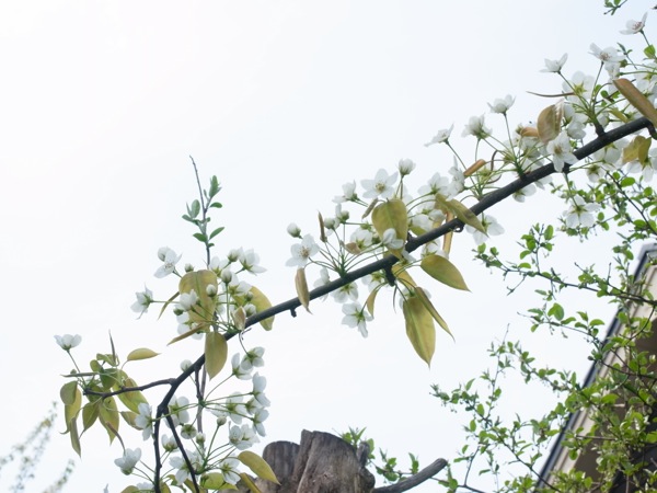 f:id:elmikamino:20120519102015j:image