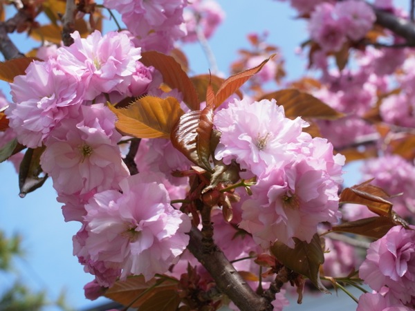 f:id:elmikamino:20120519102232j:image