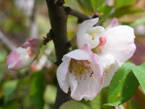 f:id:elmikamino:20120519102403j:image