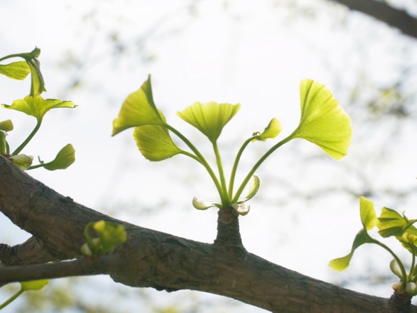 f:id:elmikamino:20120519102818j:image